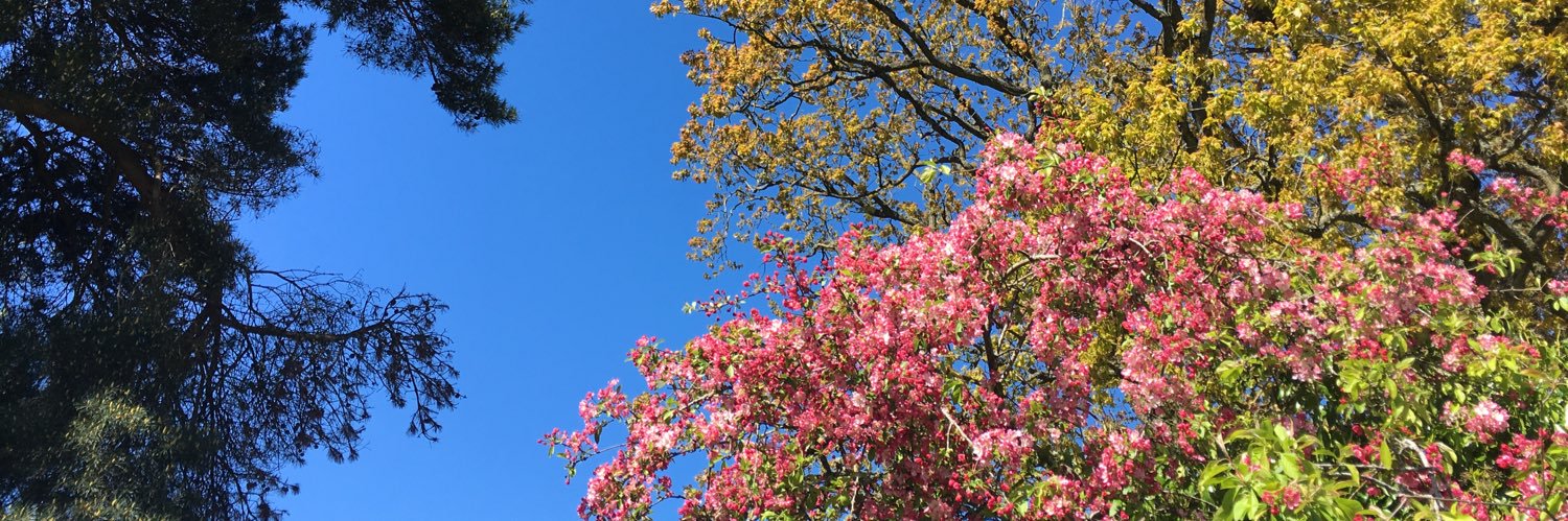 wherescesca's profile banner image
