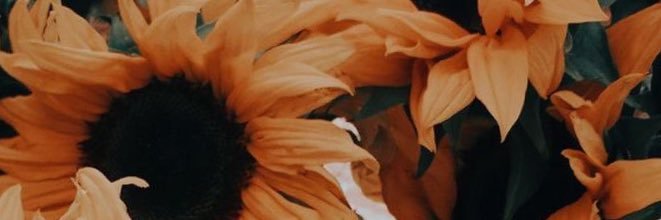 TheLadyDaniel's profile banner image