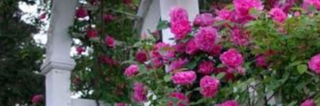 Asmaasep09's profile banner image