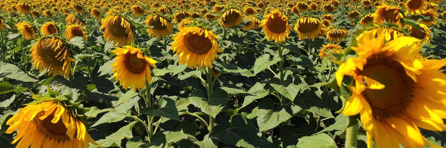 ультрамарінова грусть banner