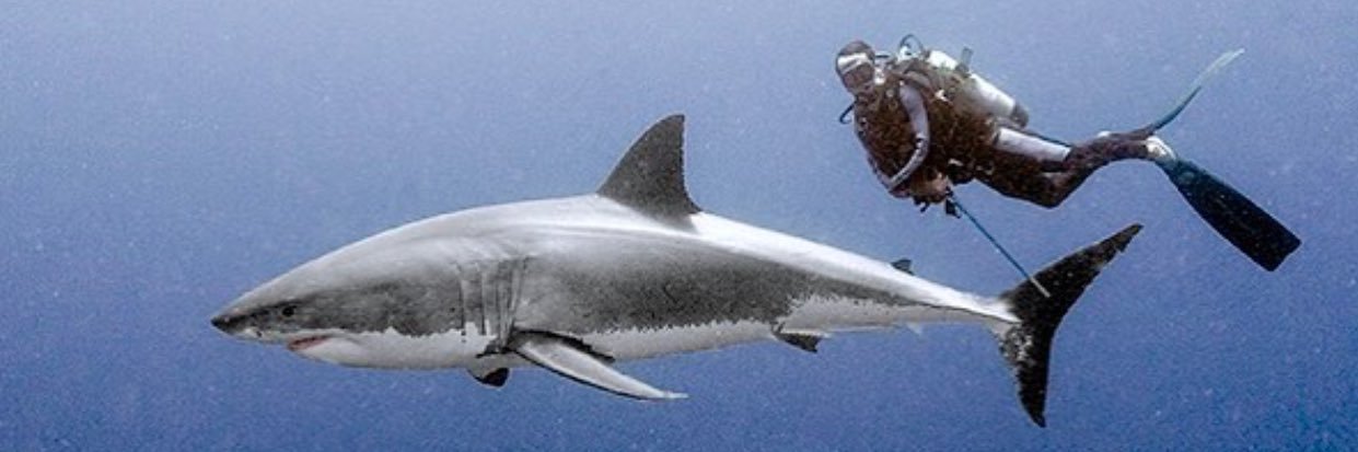 adputera's profile banner image