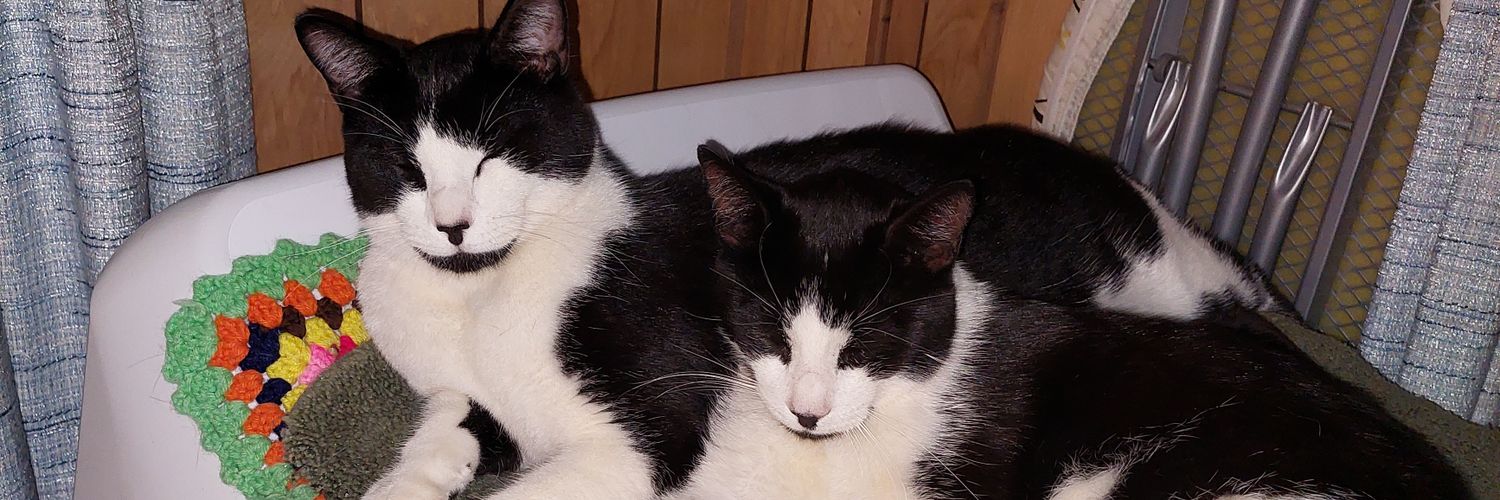 A Phill named Bear banner