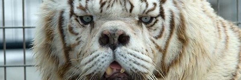 Theodore Boone banner