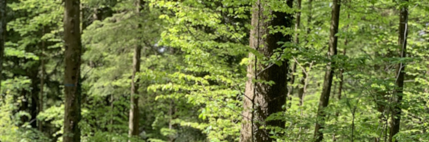 StephPerrotDiet's profile banner image