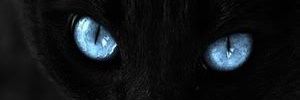 kaatpuche's profile banner image