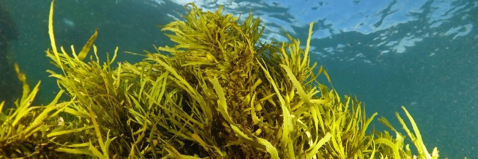 Operation Crayweed banner