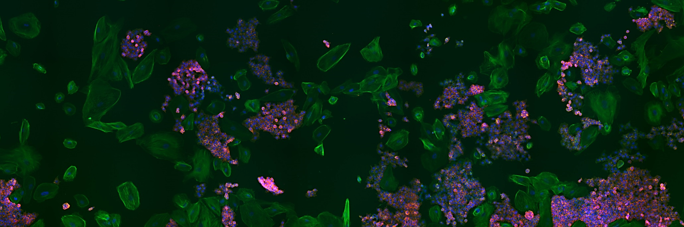 Melanie MacGregor banner