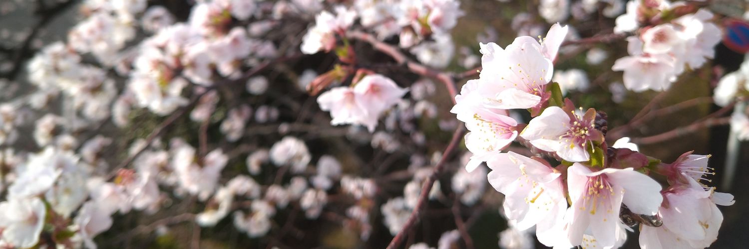 _OrangeFlower's profile banner image