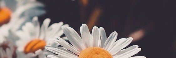 Aleja981's profile banner image
