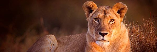 KayleeSharlynn Profile Banner