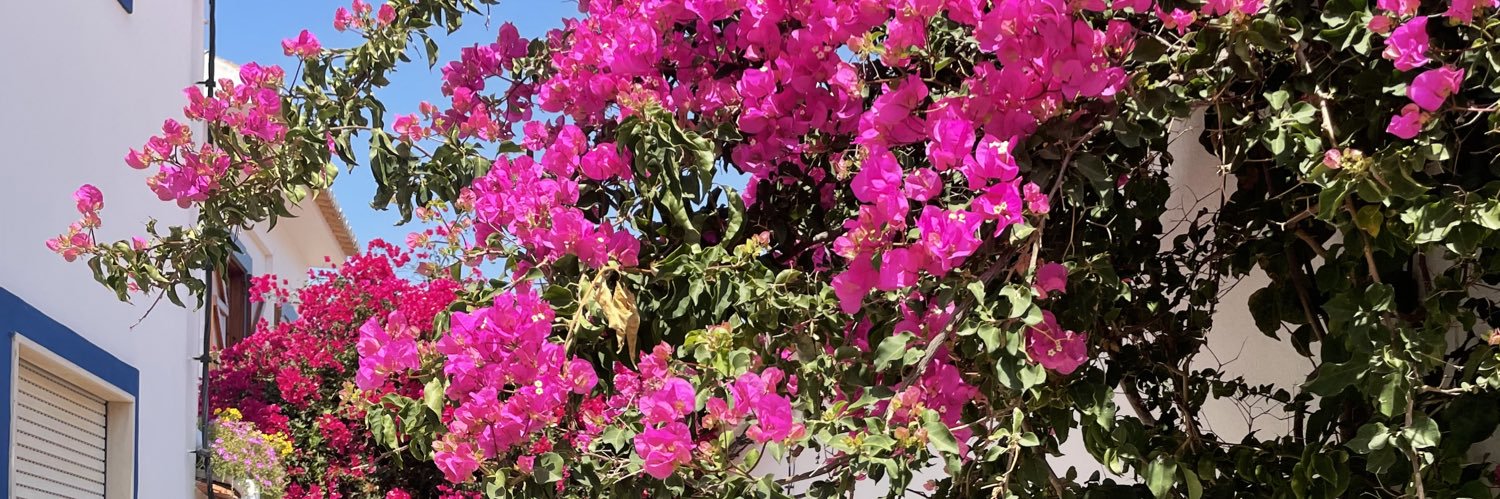 ajannela's profile banner image