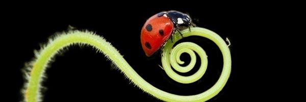 𝕐𝕖𝕒𝕣 σƒ ʙʟᴏᴏᴍɪɴɢ banner