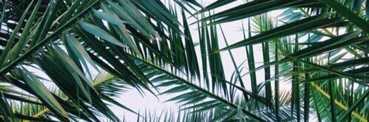 ahlamasmri's profile banner image