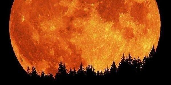 lapinillo's profile banner image