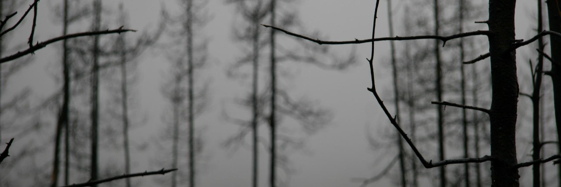 _schlimazl_'s profile banner image