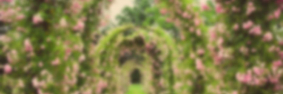 MomoRose1432's profile banner image