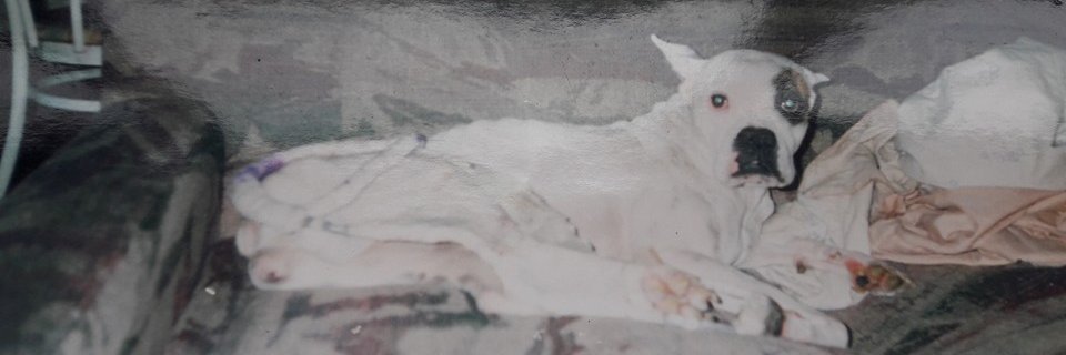 DDulanto's profile banner image