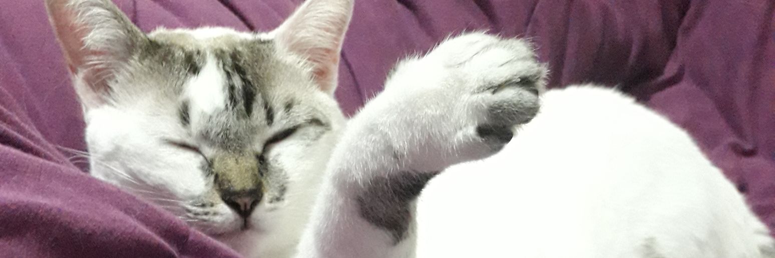 Thaisola's profile banner image