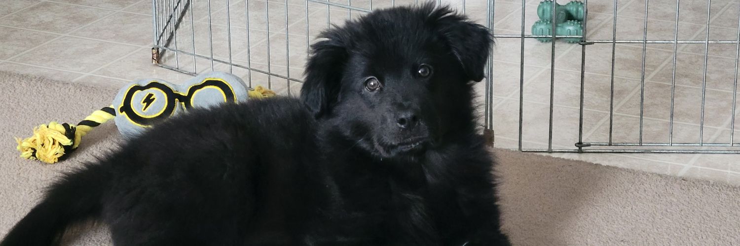 Chris Vandenbreekel 🇨🇦 🍁 🇨🇦 banner