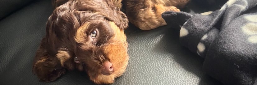 PaigeePricee's profile banner image