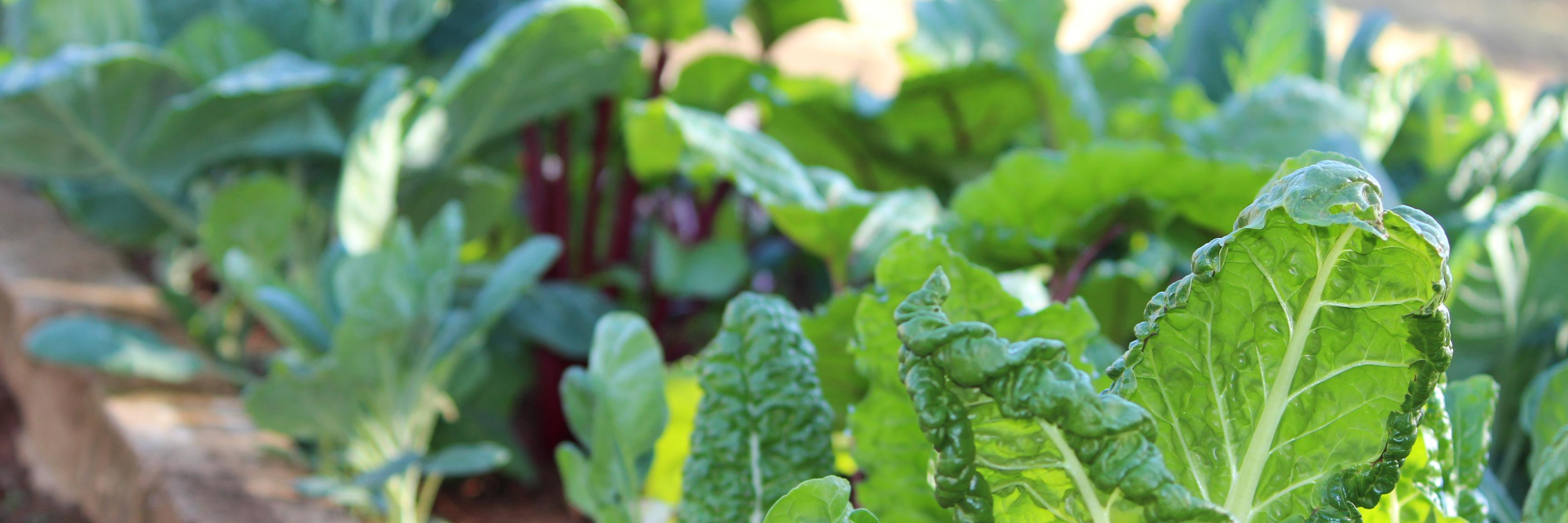 urbanrootssa's profile banner image