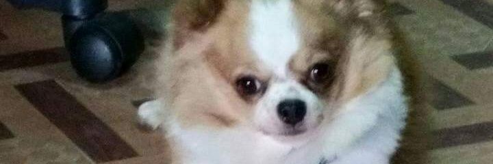 cakwangg's profile banner image