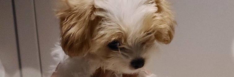 loequalitae's profile banner image