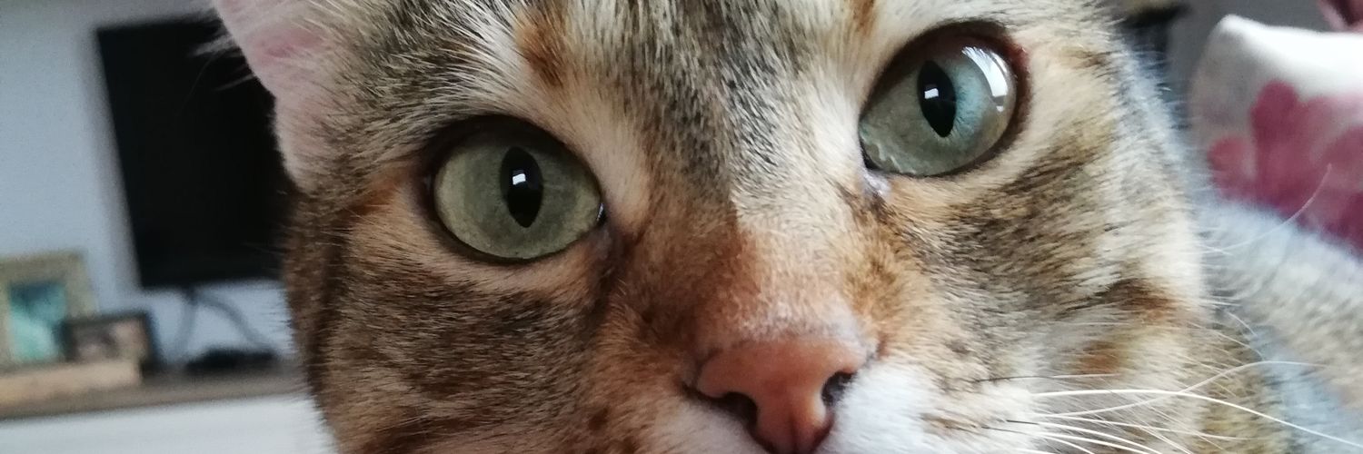 zuri6775's profile banner image