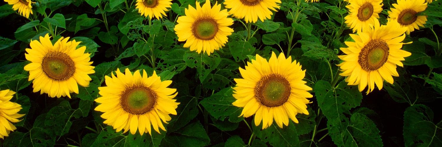 Brandon Cronenberg banner