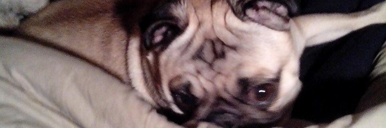 OG_Susan's profile banner image