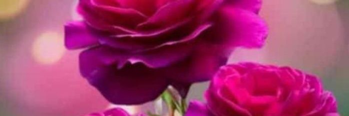 abbas32420221's profile banner image