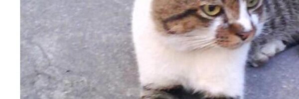 geniaalse Profile Banner