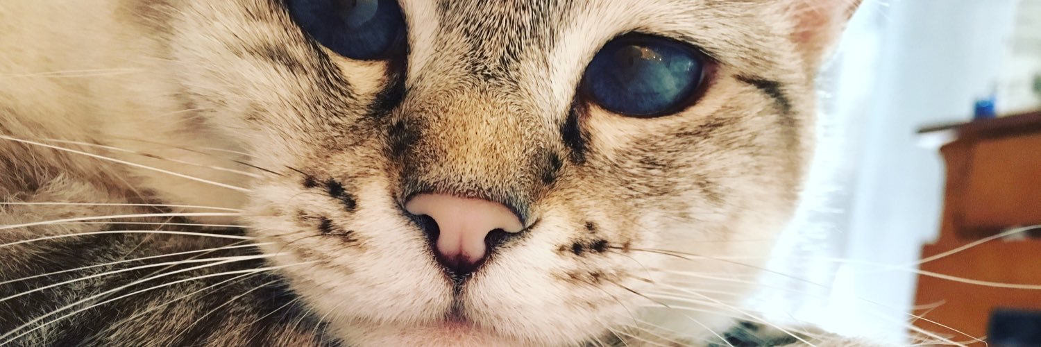spiffystef's profile banner image