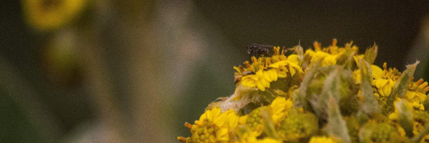 El_deiived's profile banner image