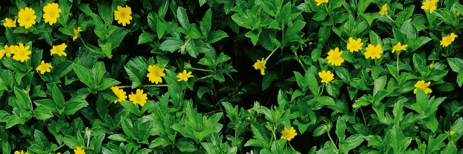 _danisaindri's profile banner image