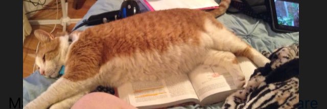 Talitha Bedford banner