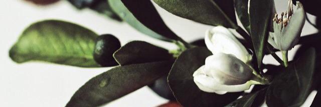 AlexamMcCarthy's profile banner image