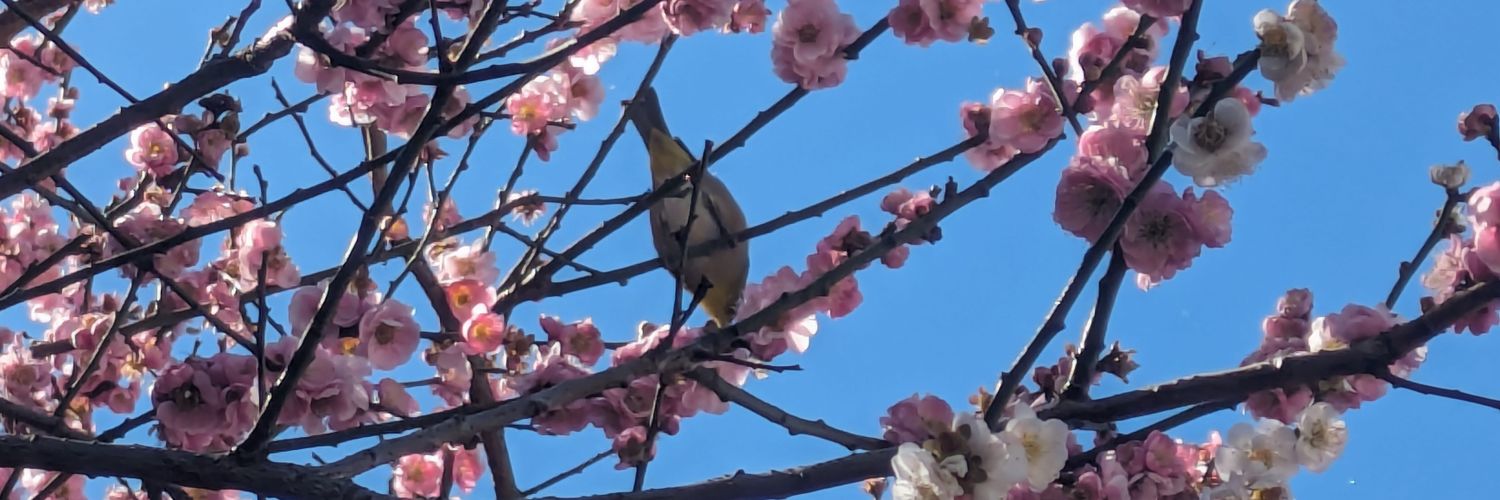 鳥生りさこ 的个人资料封面