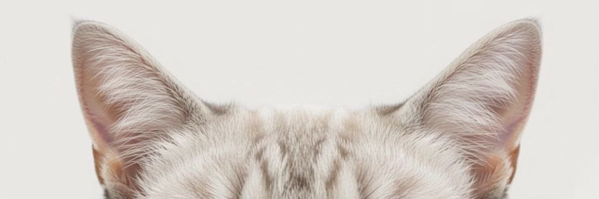 ✨ banner