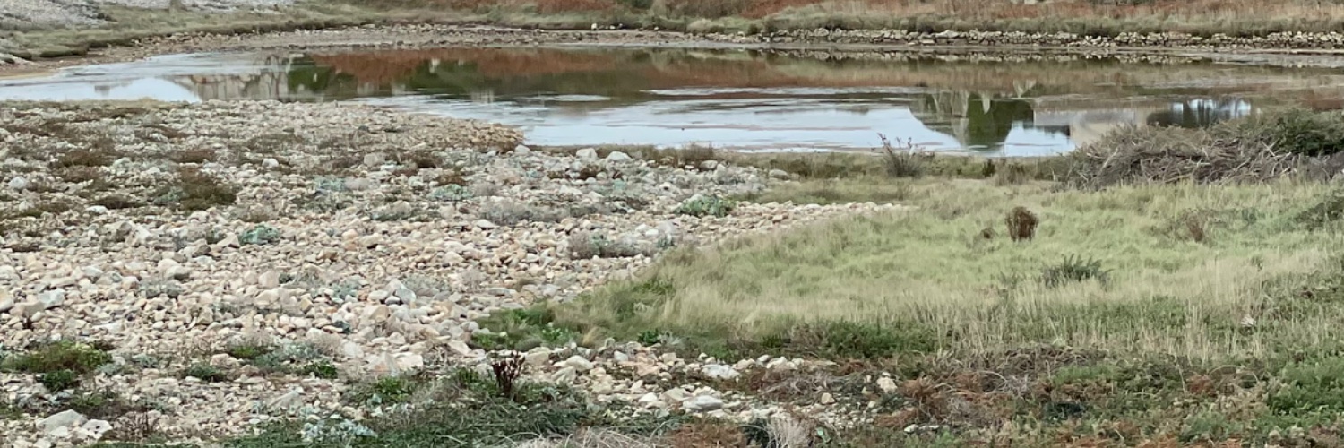 Okra Melonflower banner