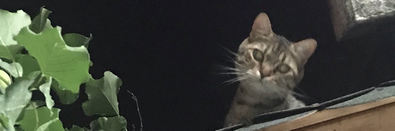 serenaygr's profile banner image