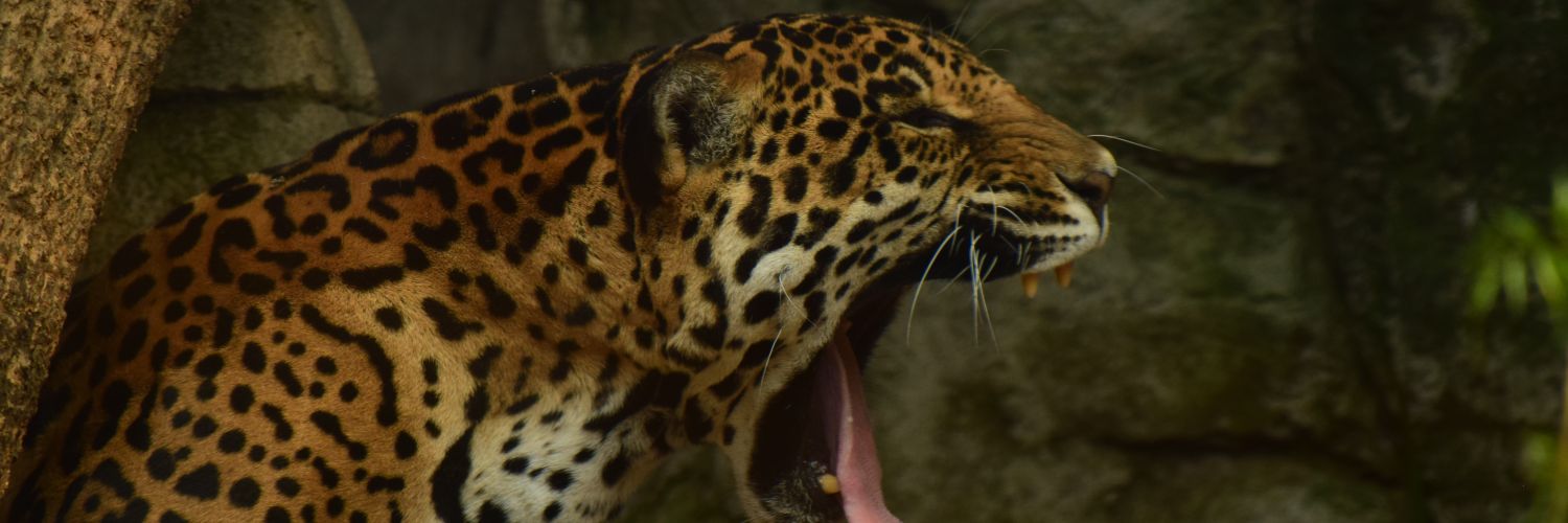 Tavitzin's profile banner image