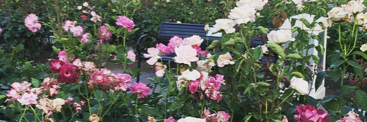 ShannonMConner's profile banner image