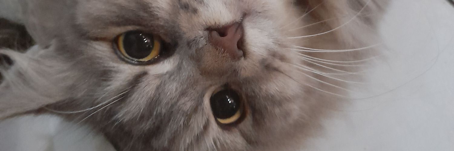 syfqlby's profile banner image