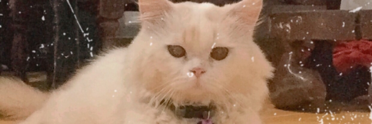 Jenny banner
