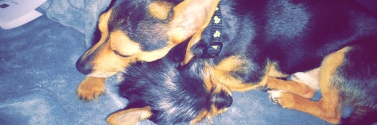 Nikki_gard's profile banner image