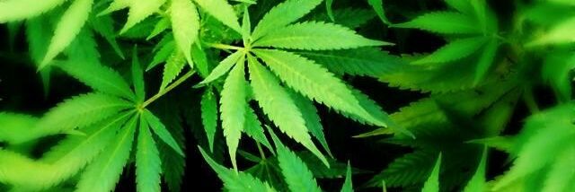 pandroso420's profile banner image