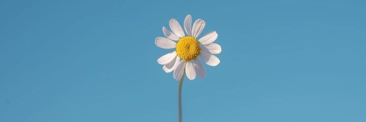 _ʢᵕᴗᵕʡ_ banner