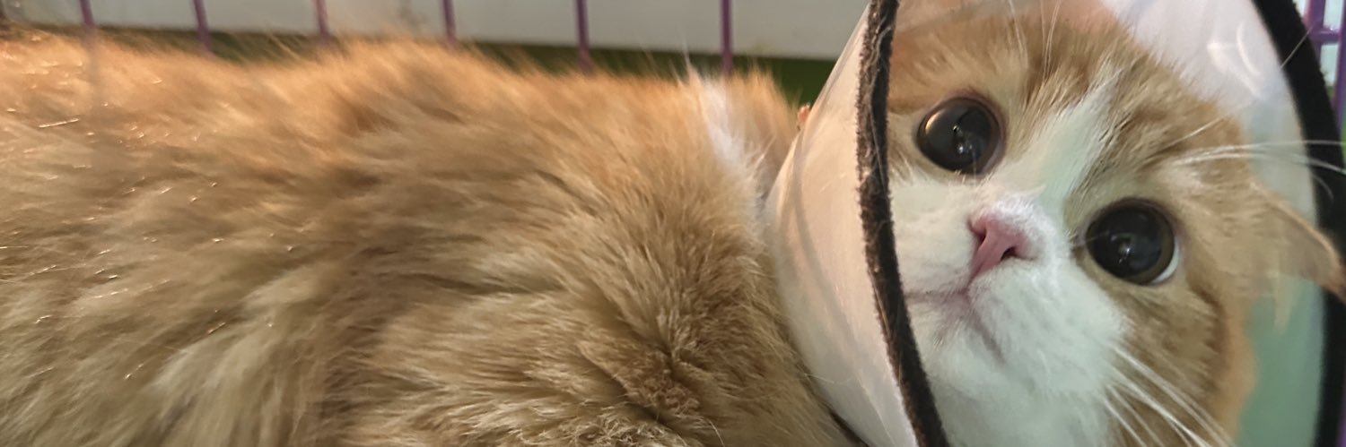 ddncpp's profile banner image