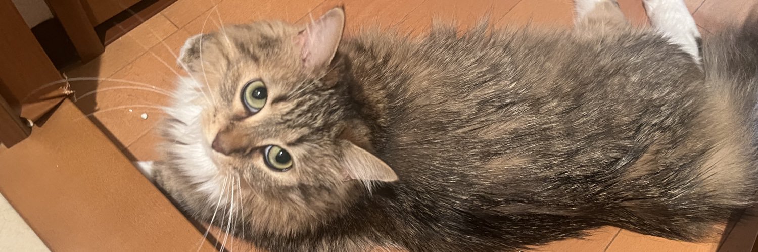 猫のノチェロ banner